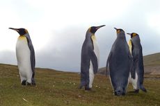 Königspinguin (24 von 84).jpg